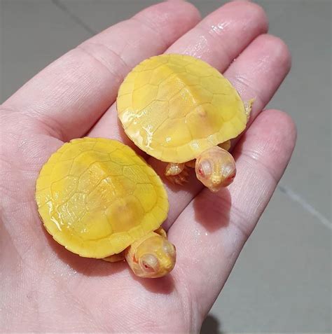黃色烏龜品種 無限鏡